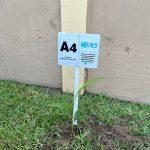 NPC UN@80 Tree planting (5)